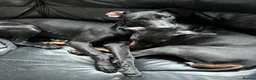 Mixed Breed dogs for sale: Manchester Terrier cross Lurcher beautiful puppy in Barnsley - Advert 10