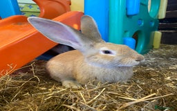 Continental Giant rabbits for sale: Handsome Giant Continental Bucks🐰💙 - Image 8