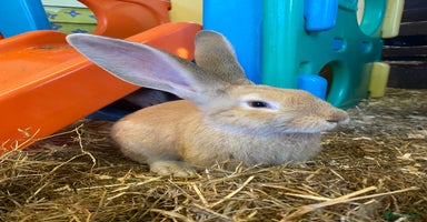 Continental Giant rabbits - Advert 2