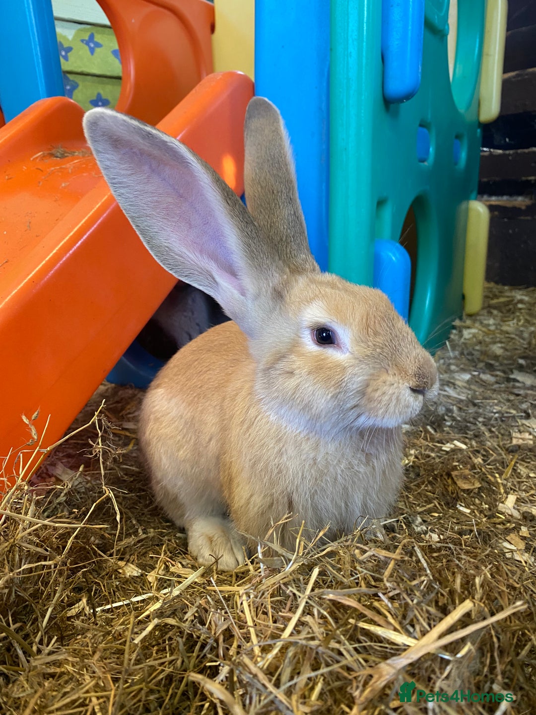Continental Giant rabbits for sale: Handsome Giant Continental Bucks🐰💙 - Image 8