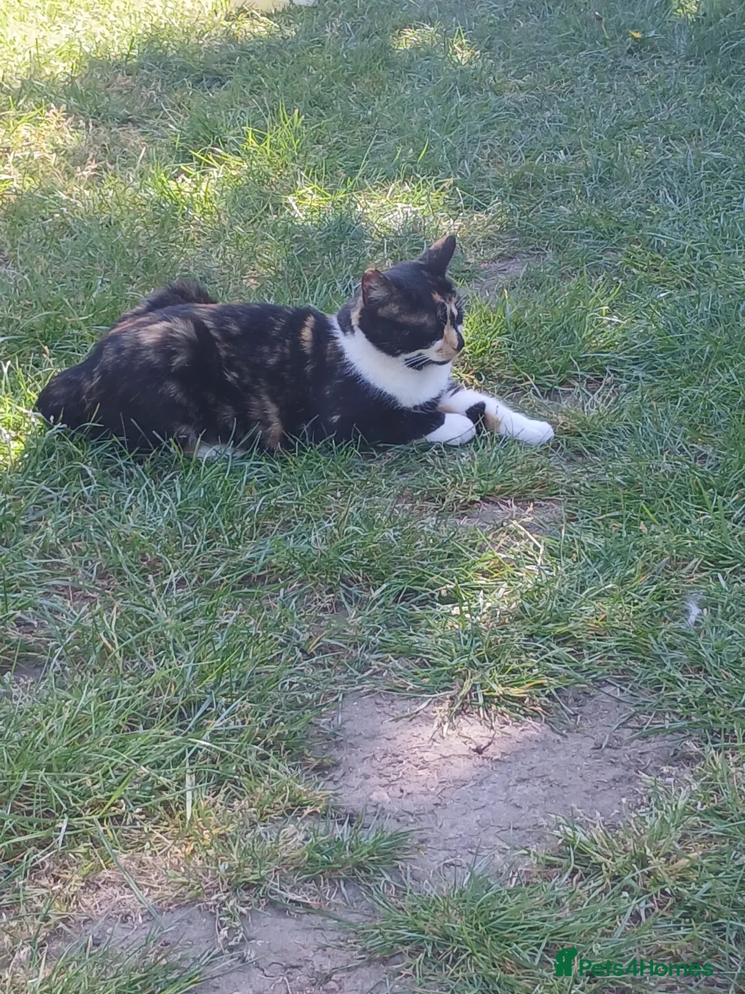 Mixed Breed cats for sale: Cat female name vela in Rainham - Advert 7
