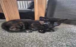 Domestic Shorthair cats for sale: Kittens - Image 8