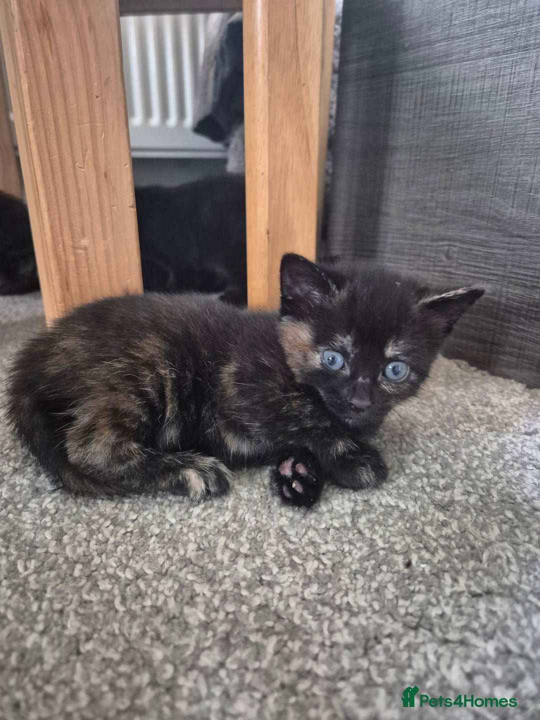 Domestic Shorthair cats for sale: Kittens - Image 8