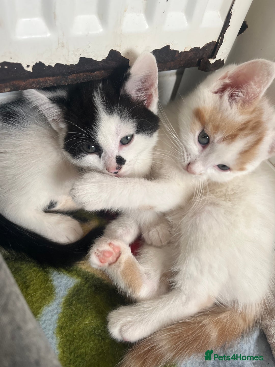 Mixed Breed cats for sale: 4 beautiful kittens 😻 - Advert 10