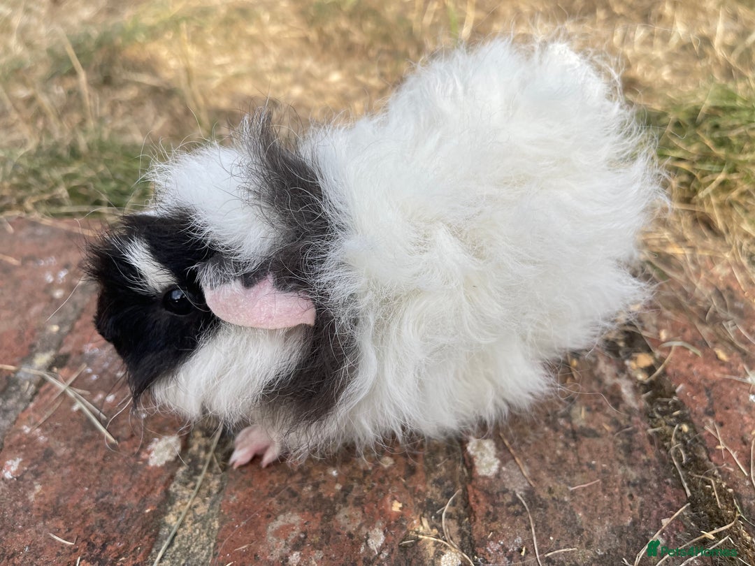 Guinea Pig rodents for sale: Baby Guinea Pigs for sale  - Image 7