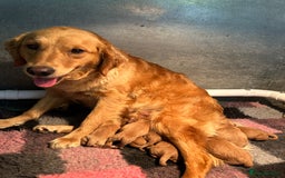 Golden Retriever dogs for sale: Outstanding Rich Red Golden Retrievers  - Image 8