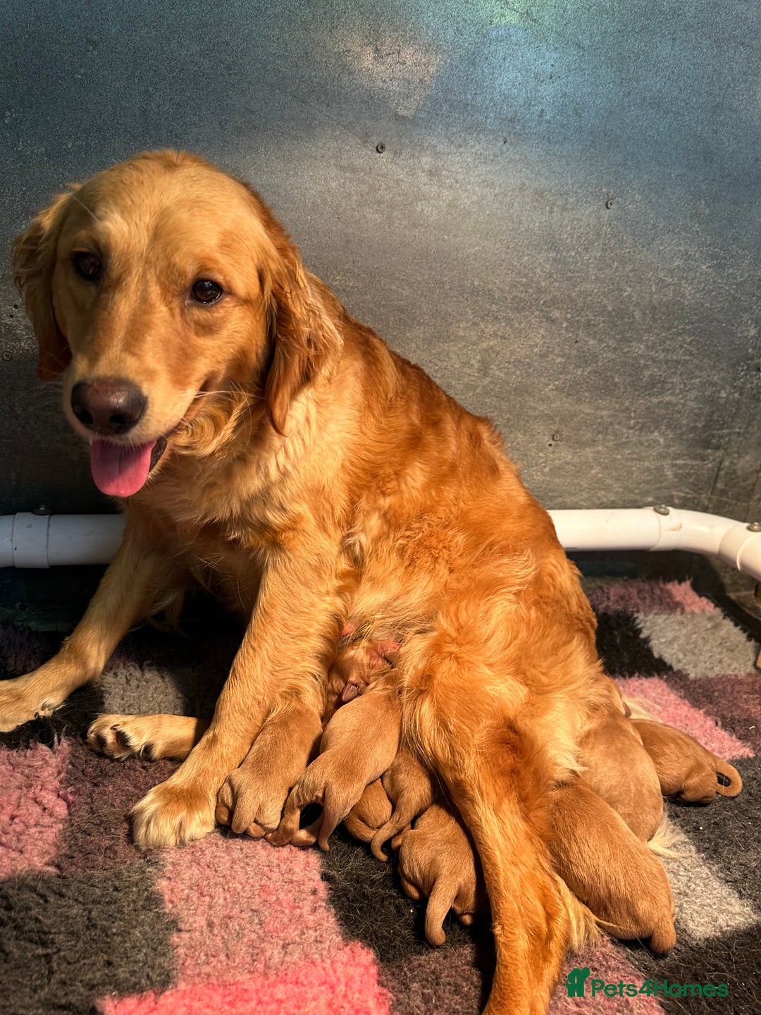Golden Retriever dogs for sale: Outstanding Rich Red Golden Retrievers  - Image 8