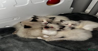 Ragdoll cats - Advert 8