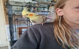 Cockatiels birds for sale: Hand tame cockatiels with cage - Image 6
