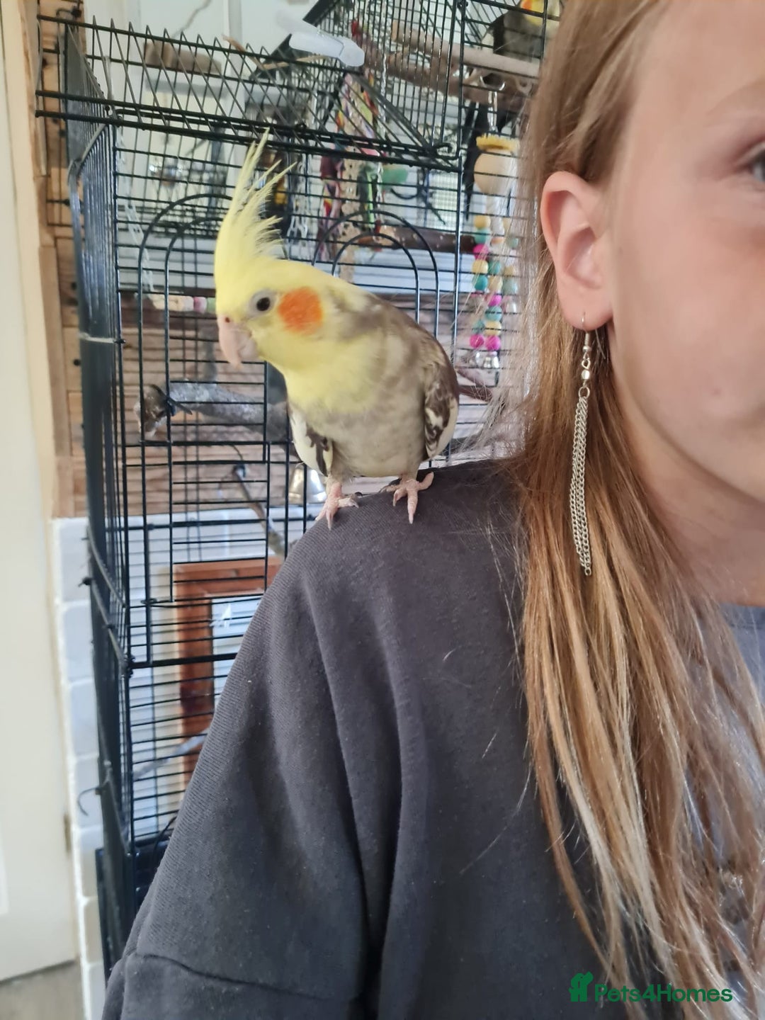 Cockatiels birds for sale: Hand tame cockatiels with cage - Image 6