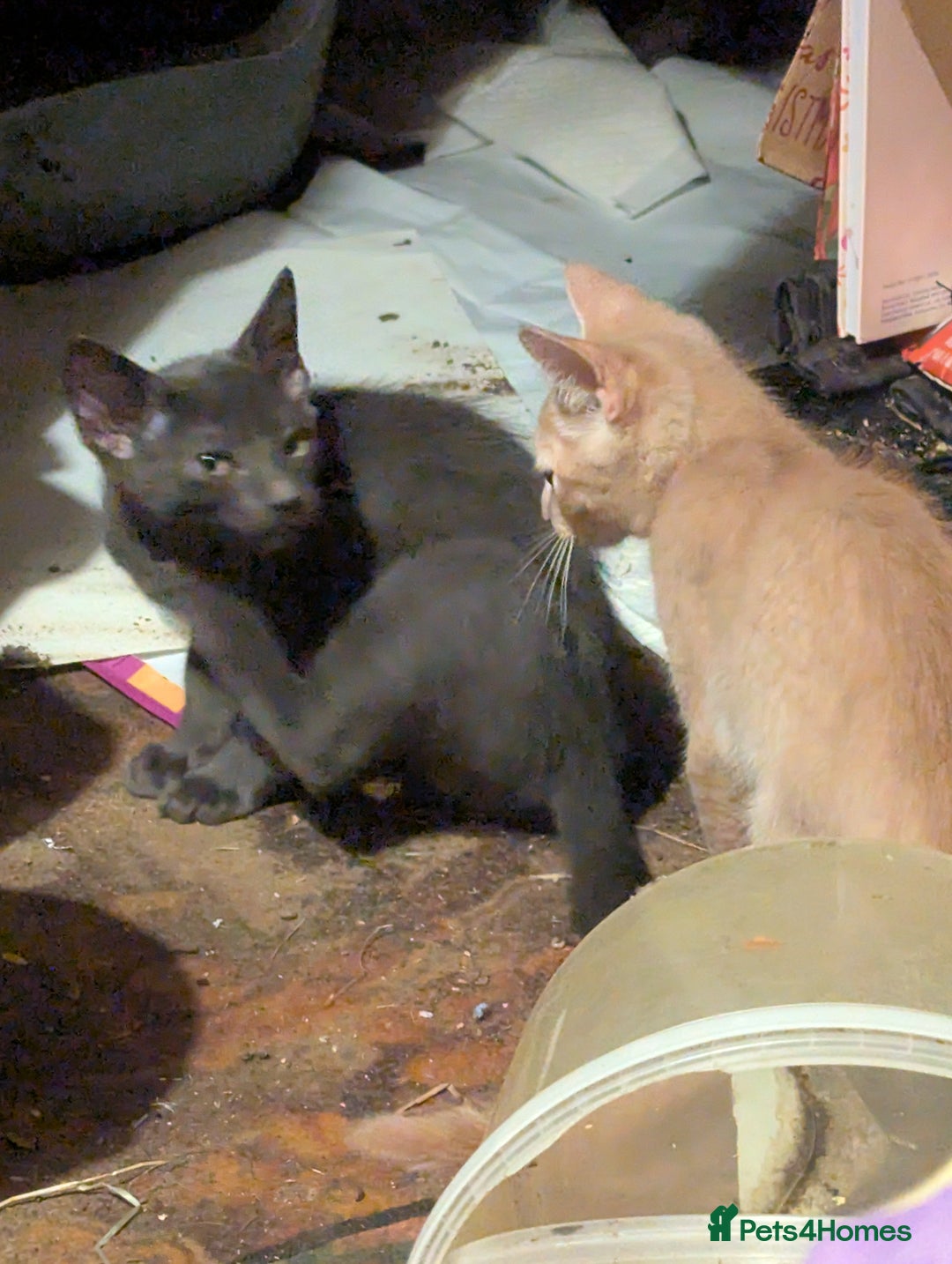 Mixed Breed cats for sale: Adorable short haired kittens - Image 8