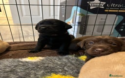 Labrador Retriever dogs for sale: Labrador puppies  - Image 25