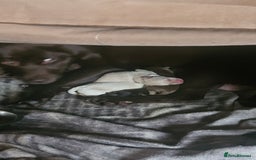 Cockerdor dogs for sale: Cockerdors puppies - Advert 8