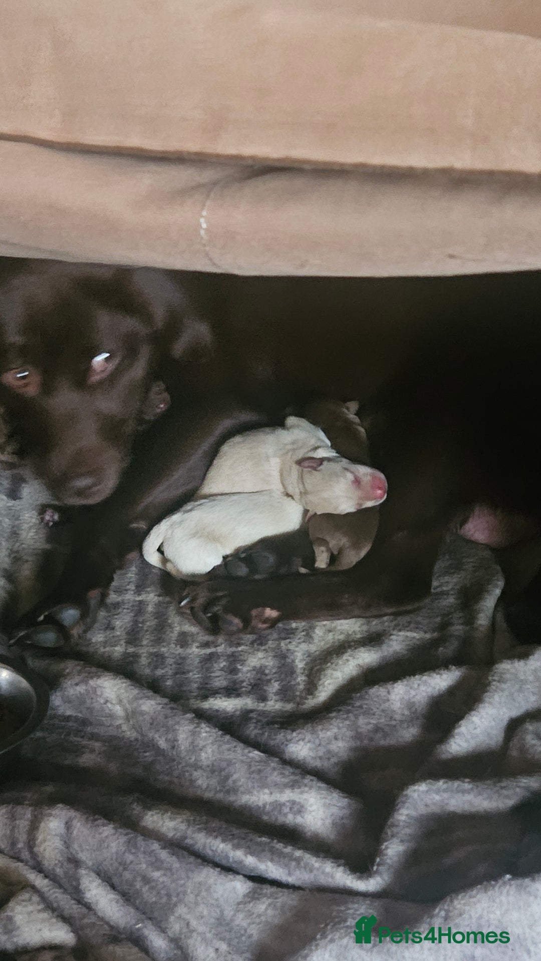 Cockerdor dogs for sale: Cockerdors puppies - Advert 8