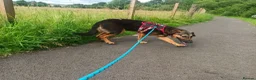 Mixed Breed dogs for sale: Border collie x hound/collie - Advert 2
