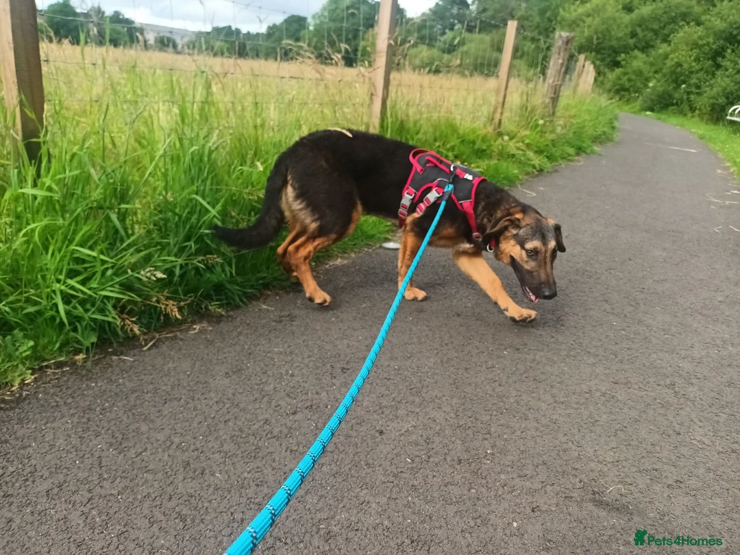 Mixed Breed dogs for sale: Border collie x hound/collie - Advert 2