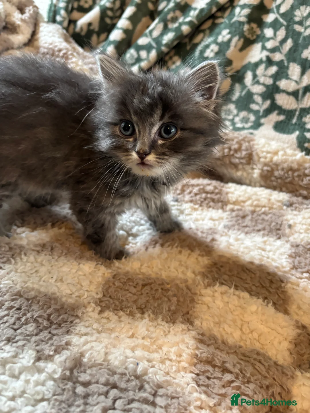 Ragdoll cats for sale: 4 bundles of Ragdoll x joy - Advert 30