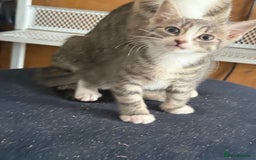 Mixed Breed cats for sale: STUNNING Russian Blue X Kitten READY TO GO - Image 4