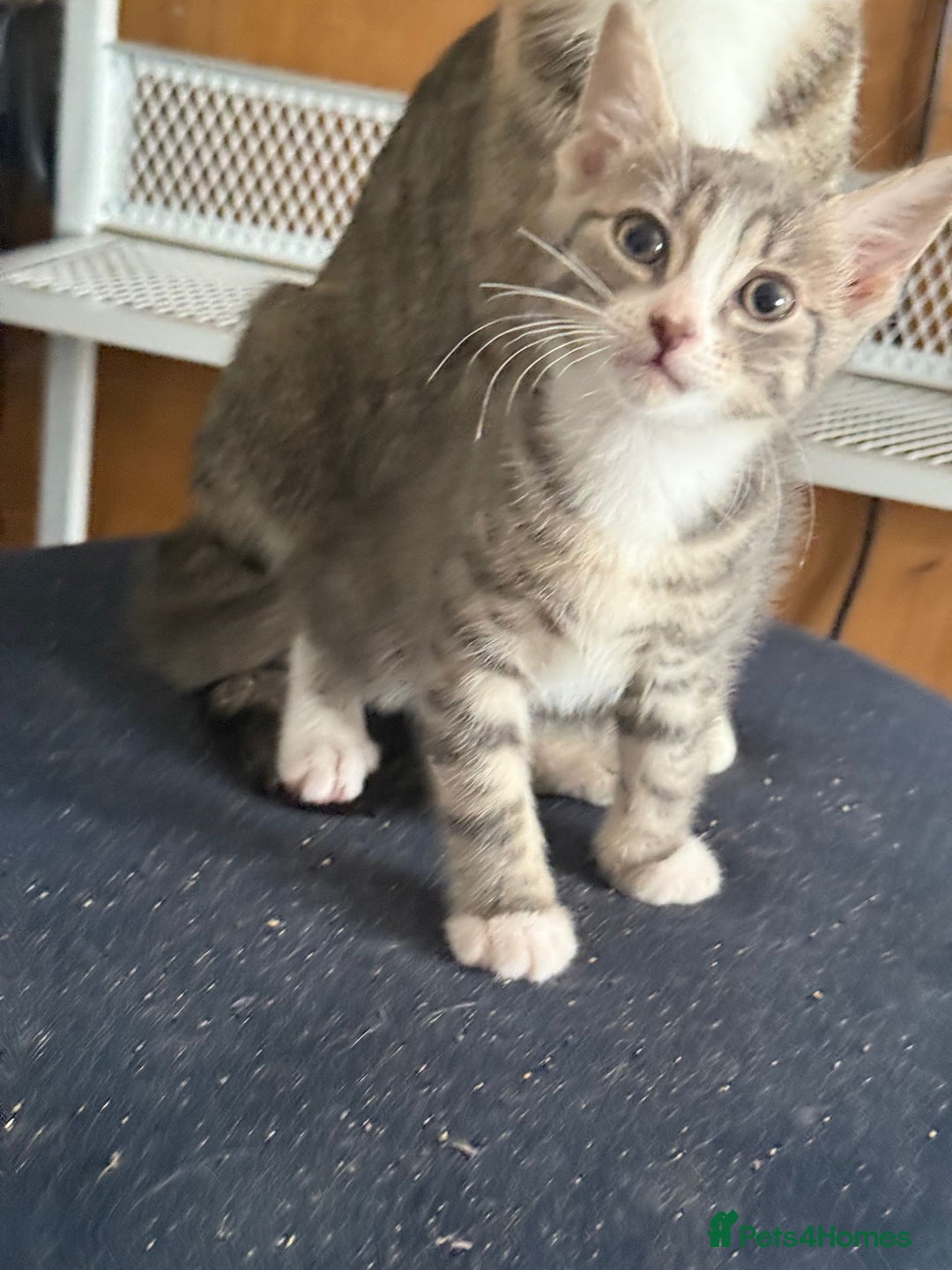 Mixed Breed cats for sale: STUNNING Russian Blue X Kitten READY TO GO - Image 4