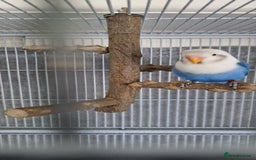 Lovebirds birds for sale: Hand Reared LOVEBIRD and cage with accessories  - Image 4
