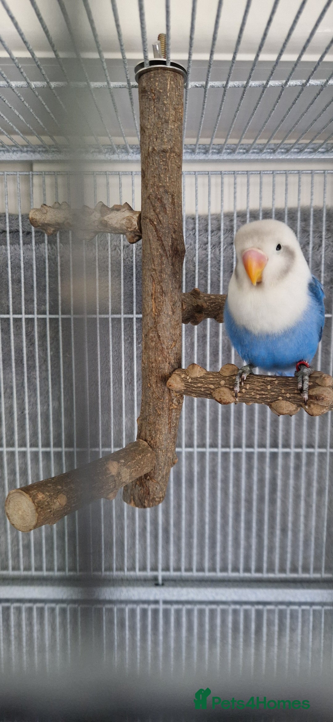 Lovebirds birds for sale: Hand Reared LOVEBIRD and cage with accessories  - Image 4