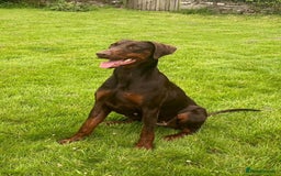 Dobermann dogs for sale: Champion Bloodline Dobermann female  - Image 2