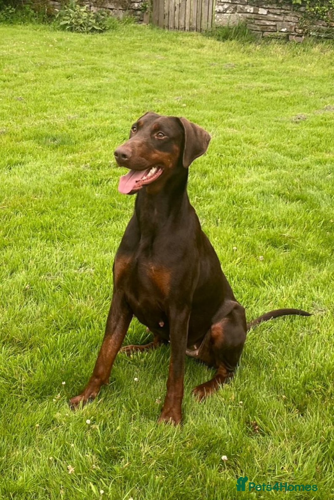 Dobermann dogs for sale: Champion Bloodline Dobermann female  - Image 2