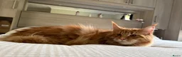 Maine Coon cats for sale: TICA reg FULL PEDIGREE MALE KITTEN  - Advert 4