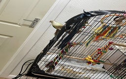 Conures birds for sale: 100% Silly tame conure  - Advert 2
