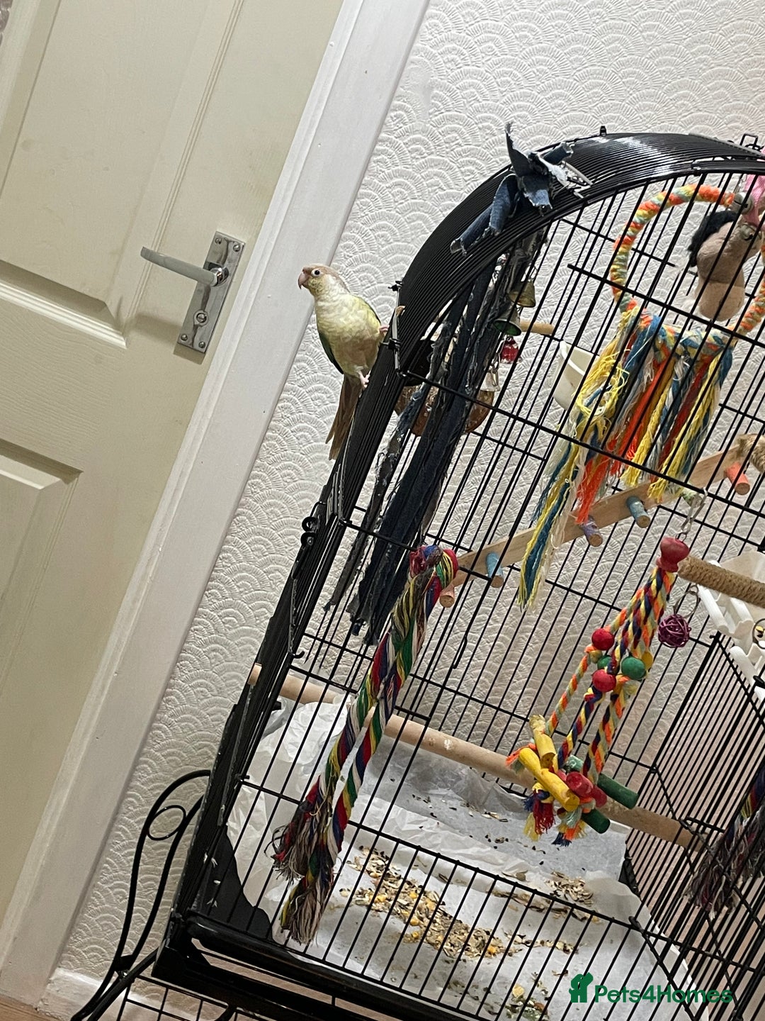 Conures birds for sale: 100% Silly tame conure  - Advert 2