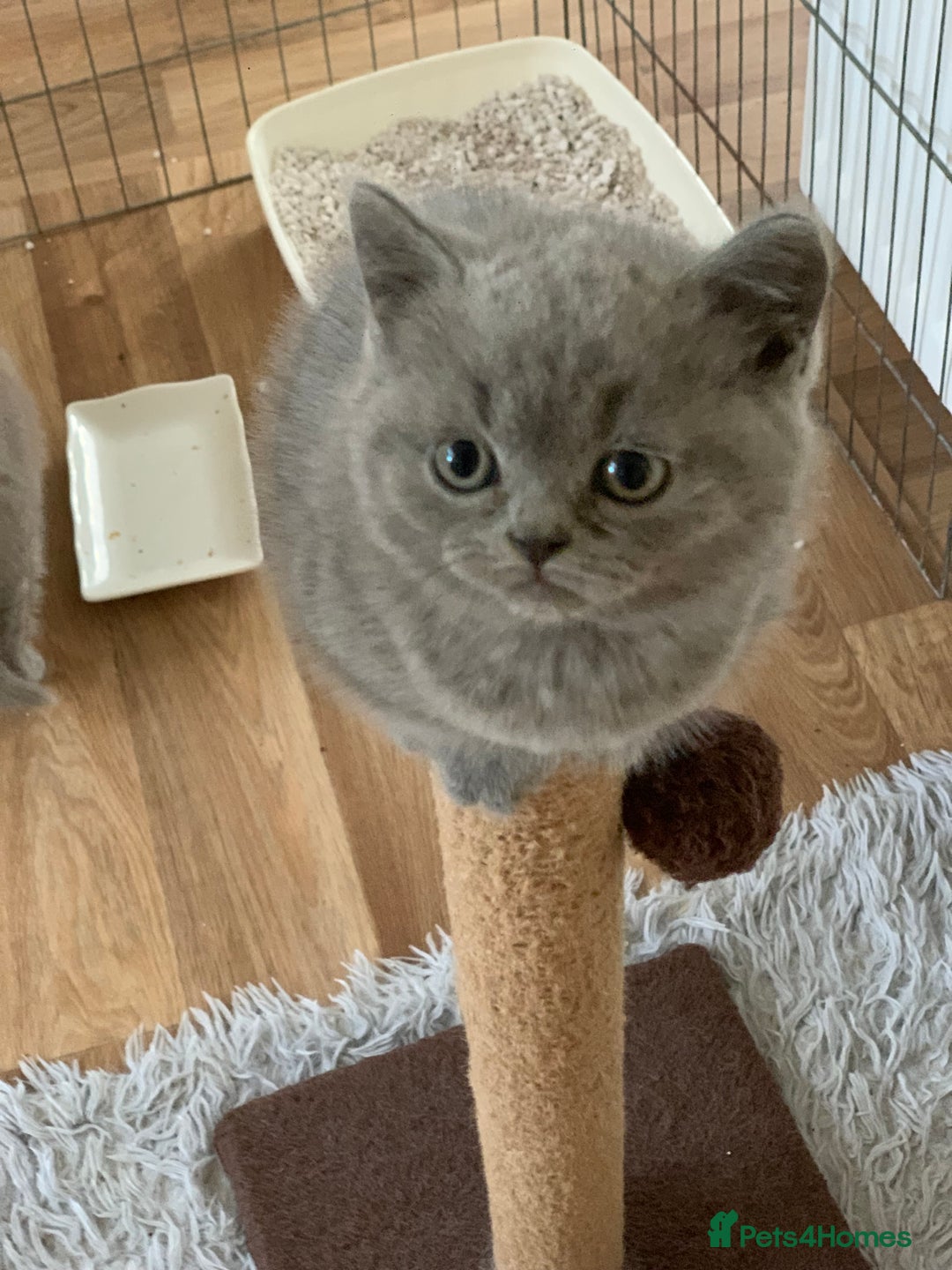 British Shorthair cats for sale: GCCF Pedigree Pure Blue British Shorthair - Advert 14