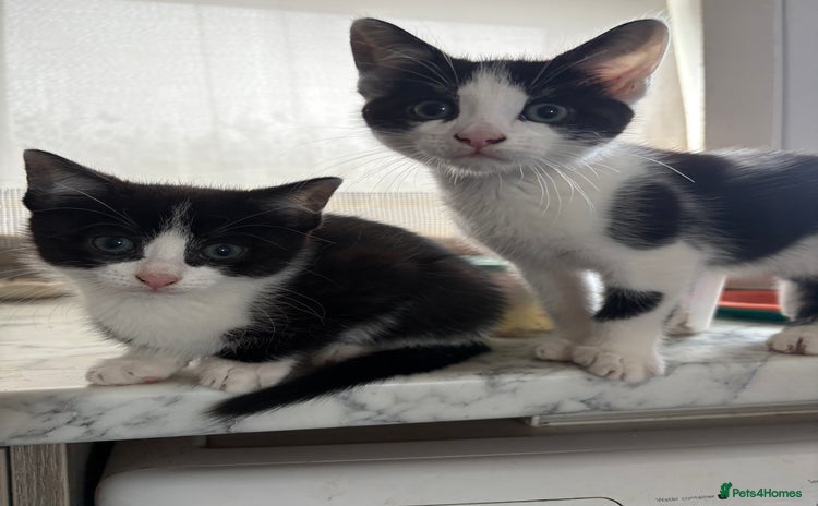 Mixed Breed cats - Advert 13