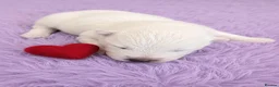 Samoyed dogs for sale: 🐾 Beautiful Samoyed Puppies Available 🐾 - Advert 22