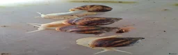 Snails invertebrates for sale: Giant African Land Snail one year old - Advert 2