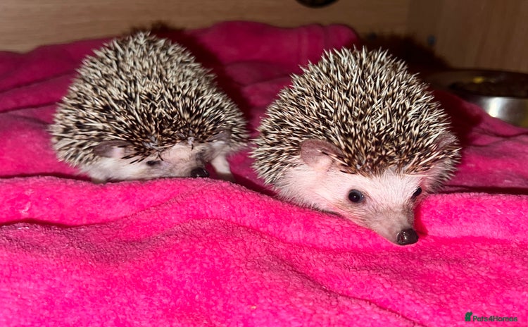 Pygmy Hedgehog rodents - Advert 13