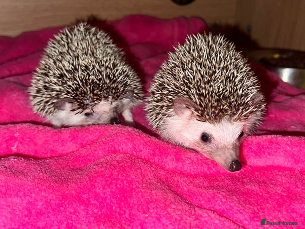 Pygmy Hedgehog rodents - Advert 1