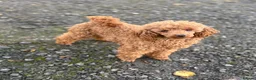 Miniature Poodle dogs for stud: Super Dougal stud poodle - Advert 1