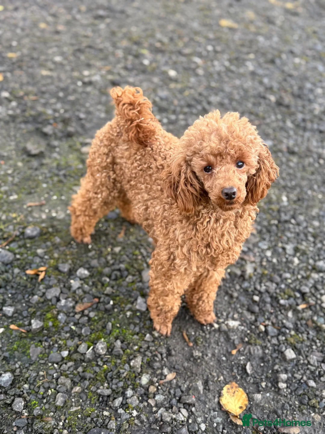 Miniature Poodle dogs for stud: Super Dougal stud poodle - Advert 1