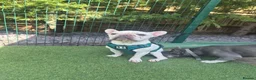 French Bulldog dogs for sale: Male Platinum Frenchie in Croydon - Advert 3