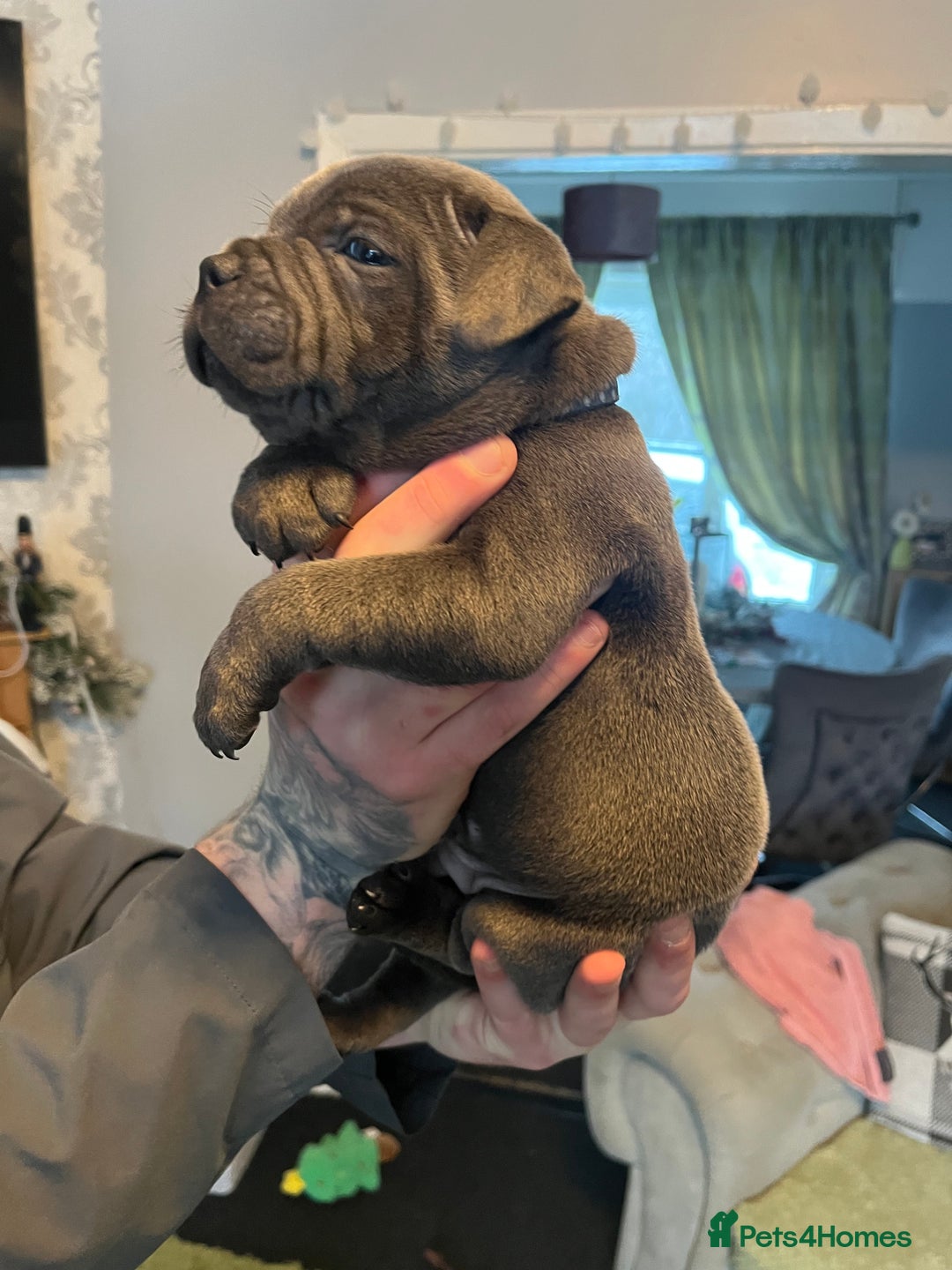 Staffordshire Bull Terrier dogs for sale: Blue Staffordshire bull terrier puppies  - Advert 3