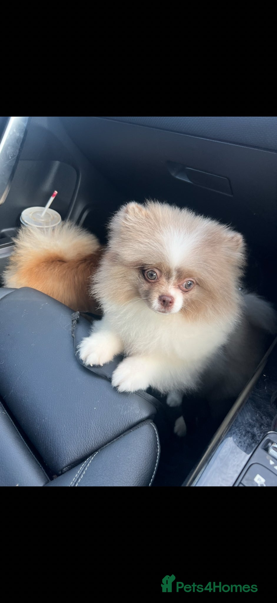 Pomeranian dogs Stunning rare lilac white parti with hazel eyes  - Advert 7