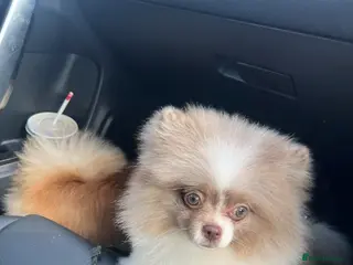 Pomeranian dogs Stunning rare lilac white parti with hazel eyes - Advert 7