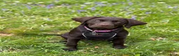 Labrador Retriever dogs for sale: Beautiful Kc Registered Chocolate Girl in Cullompton - Advert 3