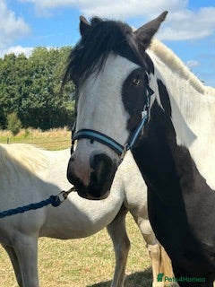 Riding pony horses Piebald Cob 13.2  - Advert 2