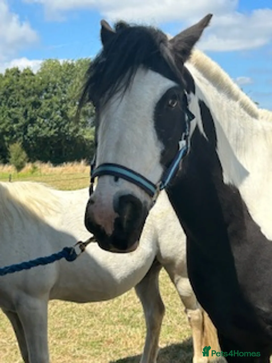 Riding pony horses for sale: Piebald Cob 13.2  in Bognor Regis - Advert 1