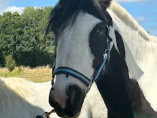 Riding pony horses Piebald Cob 13.2 - Advert 2