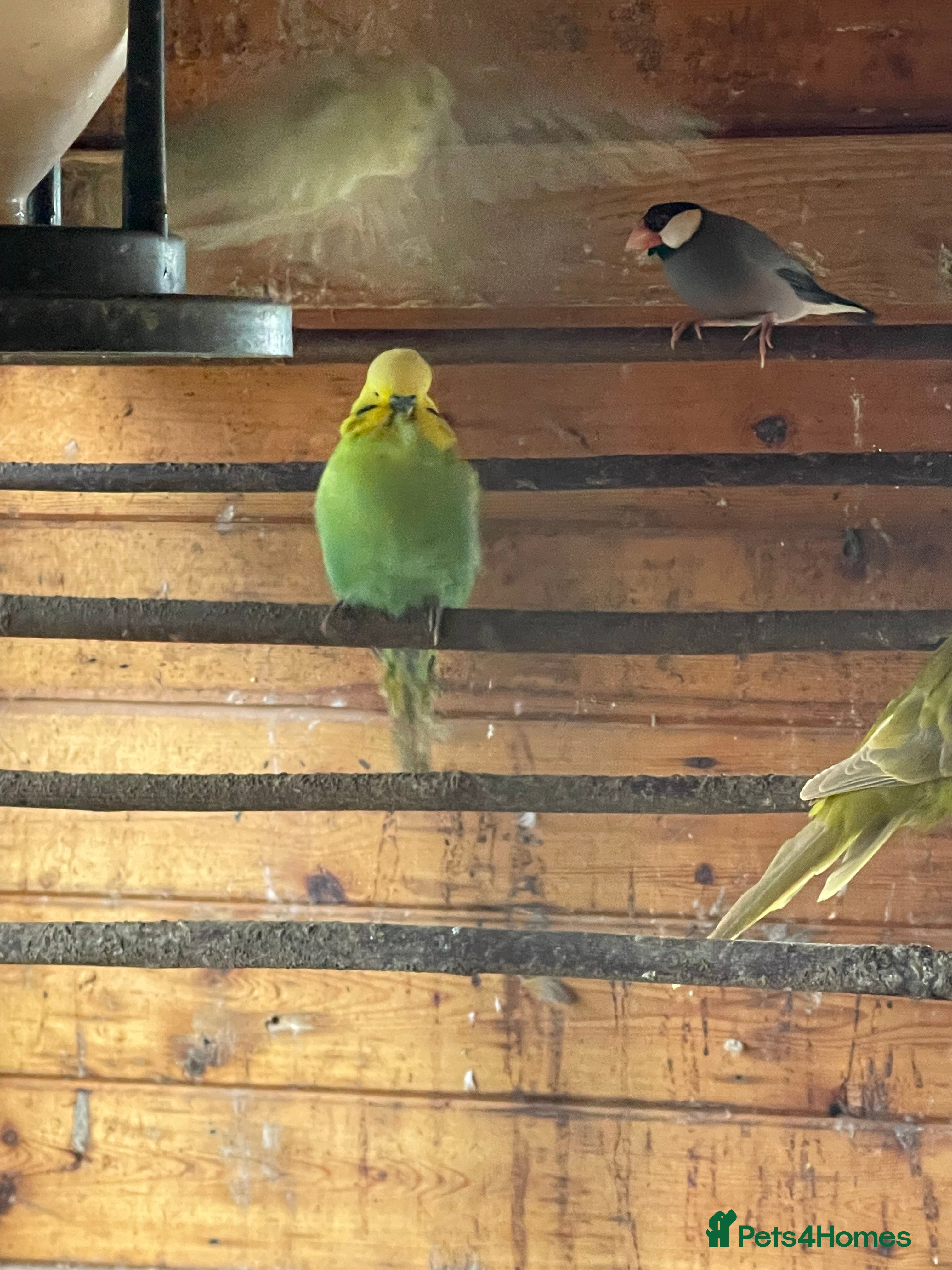 Budgerigars birds Budgies for sale - Advert 2