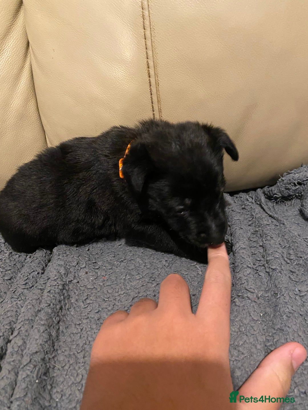 Belgian Shepherd Dog dogs for sale: Belgian Malinois puppies - Advert 8