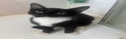 Domestic Shorthair cats for sale: KITTENS FREE in Mitcham - Advert 4