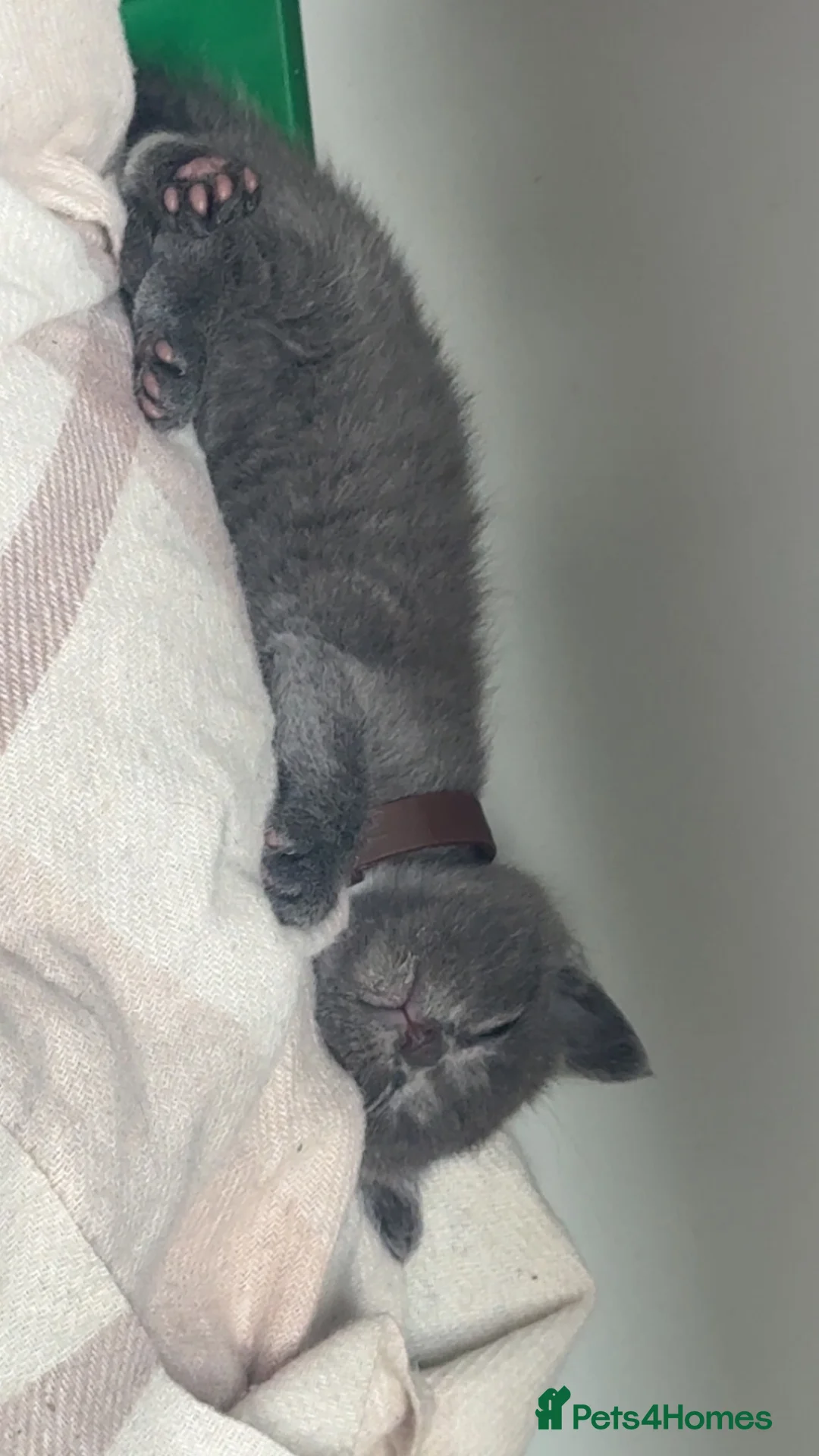 British Shorthair cats for sale: Grey British short hair  in Derby - Advert 1